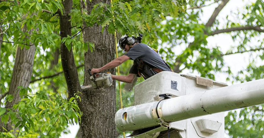 Tree Maintenance Mastery: Ensuring a Lush and Inviting Outdoor Area for Your Home