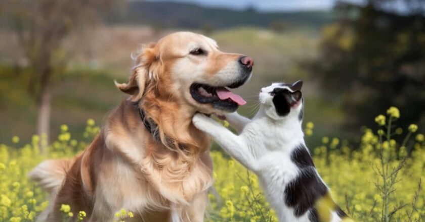 How to Choose the Right Pet Shipping Method for Your Dog or Cat in 2026